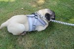Pet Universal Harness with Leash Set