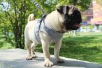 Pet Universal Harness with Leash Set