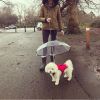 Dog Umbrella with Leash Snow-Proof Rain Proof Windproof